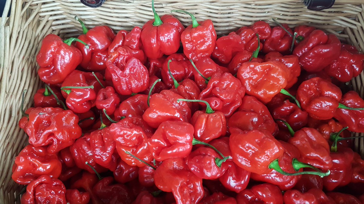supercell_1996's tweet photo. Great day y'day @westdeangardens for their annual #chillifiesta which I have been visiting on/off with @brenpebbs for last 10 yrs. Always good fun with great food, music, beer and hot hot hot chili sauces to try. Here's the #armageddonchilli 1.4 million scoville units! ๐ญ๐ถ๐ฅ๐ https://t.co/mx7rX9Kld1