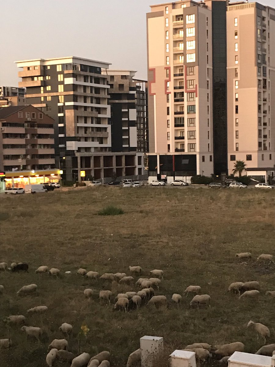 sinansayioglu's tweet photo. Tamam koyunlar geçsin, zabıtanın söylediğine göre 23 nisan mahallesinde otlatmasını engeleyemiyorlarmış ama ardından hemen sinekle mücadele için ilaçlama olmalı. @NiluferBel @bursazabita1 https://t.co/2I4DOoUTdU