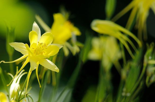 There is nothing mellow about this beautiful yellow Hinckley’s Columbine (Botanic name: Aquilegia chrysantha). 📷: Nobuo Iwata
.
.
.
.
#SouthCoastBotanicGarden #SCBGarden #SouthBay #LosAngeles #PublicGarden #Nature #Garden #FlowerPower #Weekend #Weeke… ift.tt/2KtmGqV