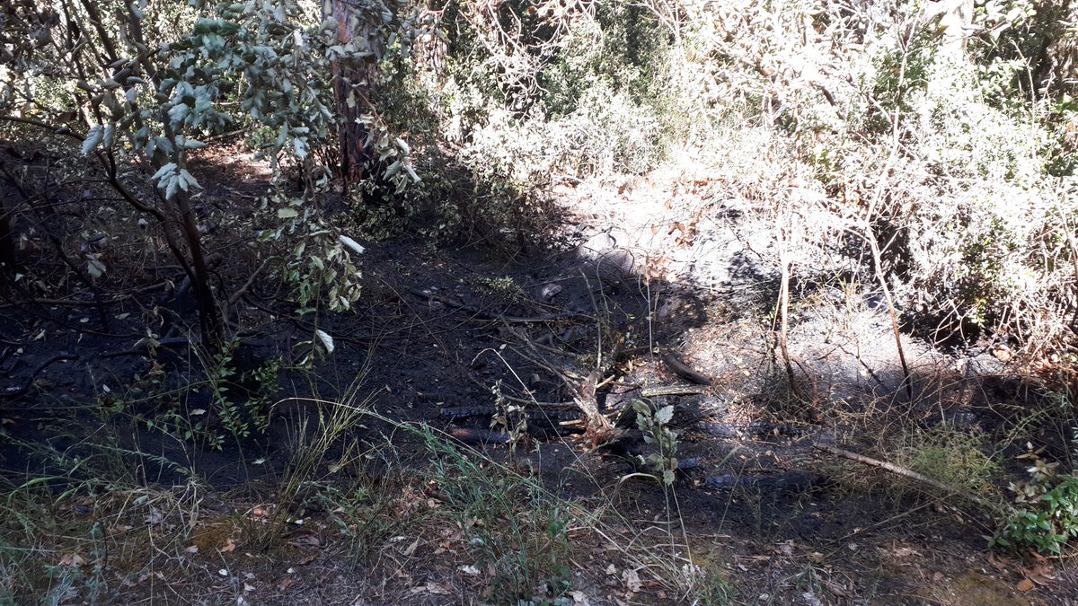 ADF Serra de Marina tweet media