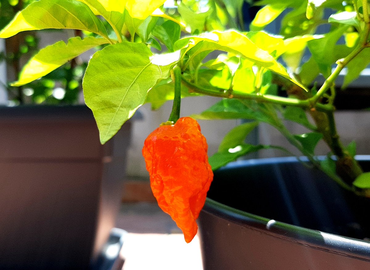 MazzoVanKlein's tweet photo. Carolinca ๐๐
#carolinareaper #ChilliFiesta https://t.co/9vCcYIZtim