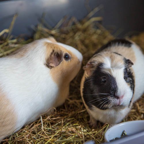 NCARUK's tweet photo. @NCARUK Two pairs of female guinea pigs need loving new homes #AdoptDontShop #RESCUED #rescue #guineapig #guineapigs #guineapigappreciationday #supervet #AnimalRescueLive #animalrescue #NorthWales #ncaruk https://t.co/3jtQCOqNY7