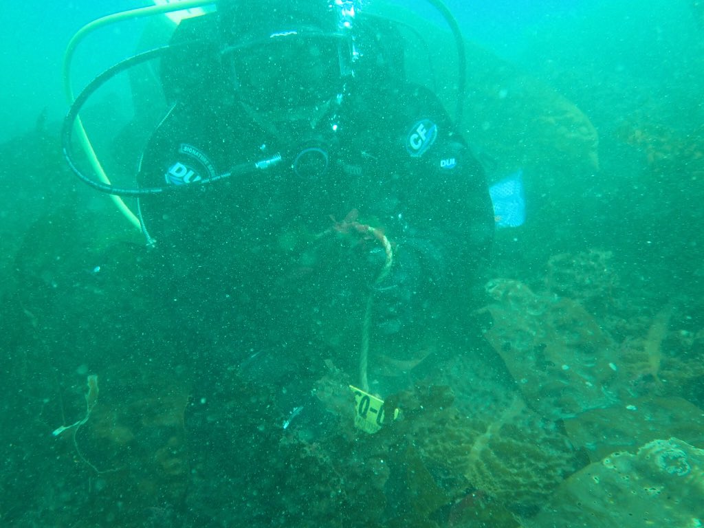 h2_Lo's tweet photo. We had a long dove searching for sites in dense understory kelp before @theRedShrimp (#MSE2018) found another keen plot! The student has become the master. https://t.co/3kA9OemIHM