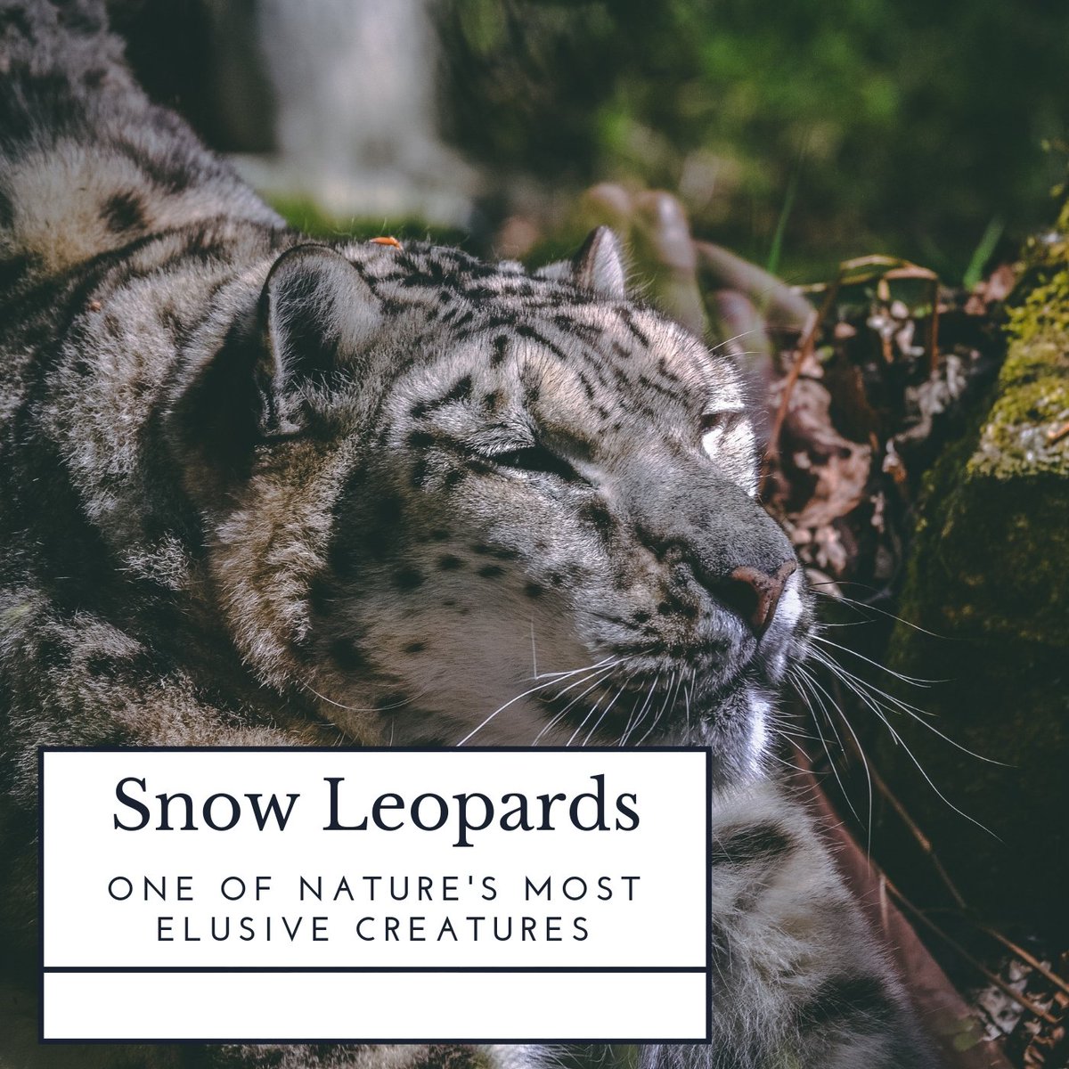 AMFFoundation's tweet photo. "The natural habitats of snow leopards are difficult for humans to access for spending significant amounts of time to film the animals and there are so few of them it can be difficult to know exactly where their territories are." https://t.co/rfsZmNMhp6 #AprilMalmsteen #AMF https://t.co/NxuVFgtS2L