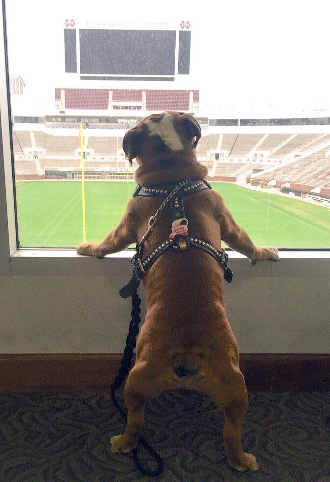 CowbellsForever's tweet photo. Me ..... waiting on game day like: 

           #Hailstate https://t.co/LUUu9IJA7D