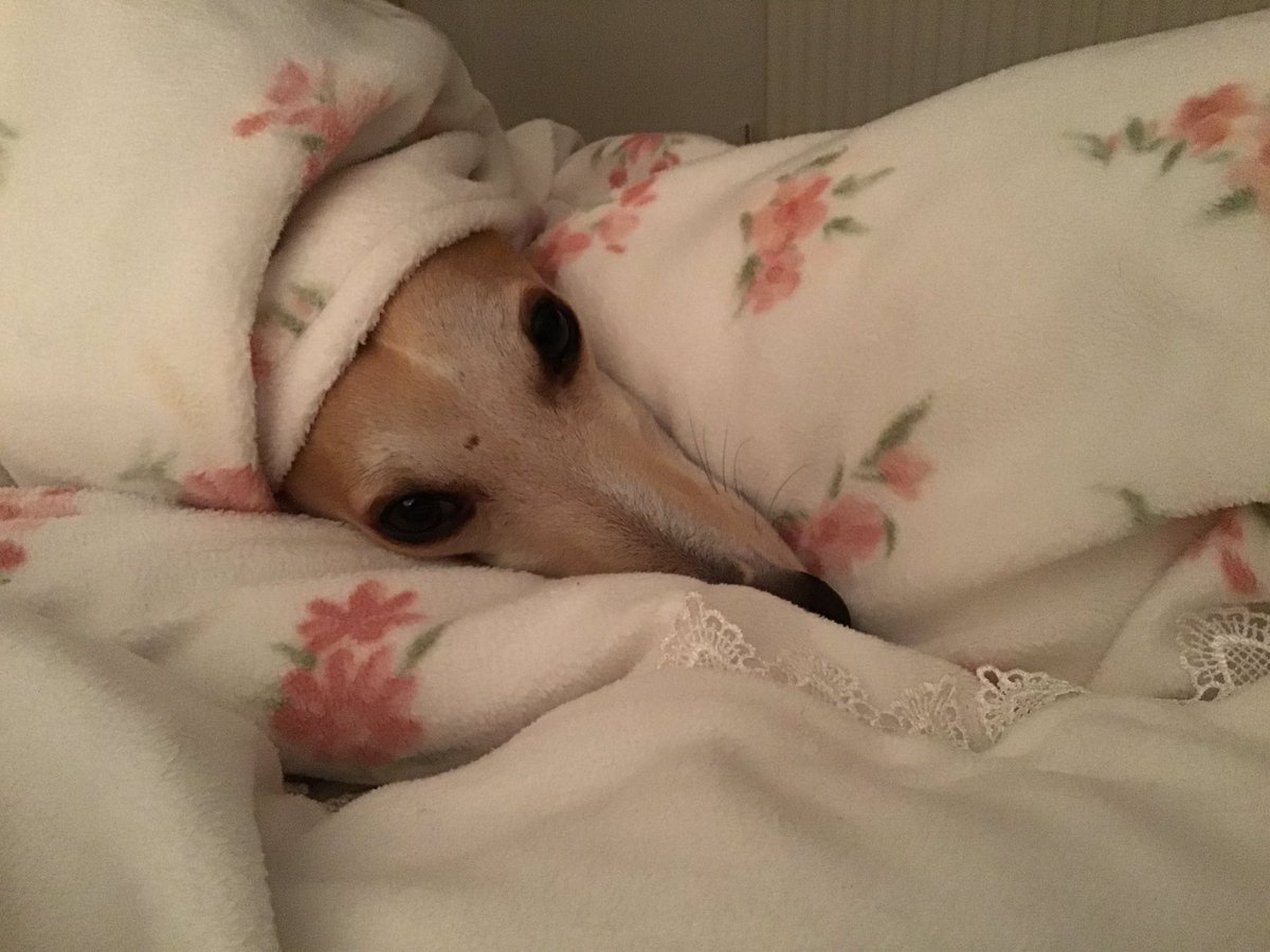 WhippetHenry's tweet image. #HoundsOfTwitter Pals, I am so very excited. I’ve been given permission, by @ERPDF , to call myself ‘STPW Henry’ i.e. ‘Special Trainee Police Whippet Henry’. I’m going to be an under-cover police dog, or, in my case, an under THE covers police dog. What an honour. 🤗