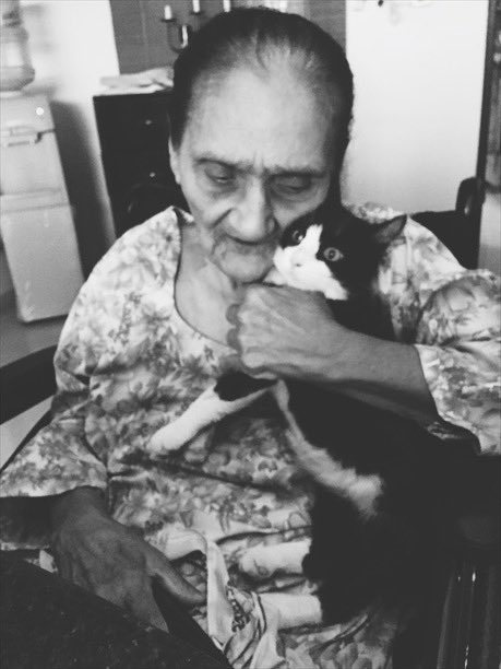 KhizM's tweet photo. @amnaaww My grandmother, when we rescued this guy, “We can’t keep him. Make sure you send him to a shelter when he’s better” #ItsBeenthreeYears #SultanTheKitten https://t.co/jyS3Dnczg5