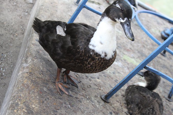 Duck for your thoughts? https://t.co/cVhAmpimgh<a href="/tag/goodnight"class="tags"><span>#goodnight</span></a>