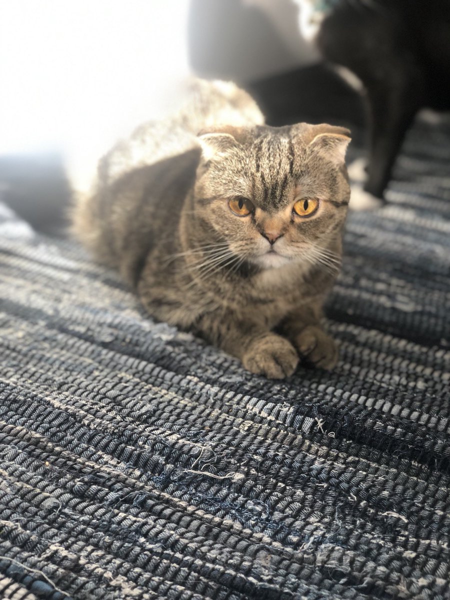 courtneybloch13's tweet image. #taylorswiftisloved by all species