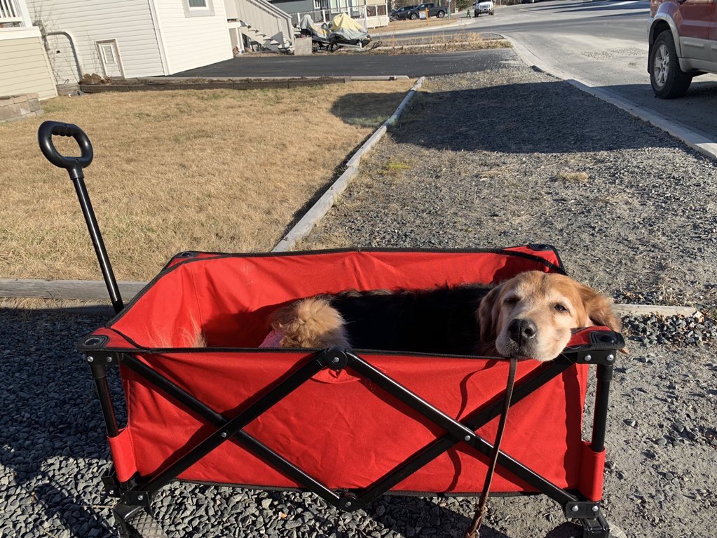 dog_rates tweet picture