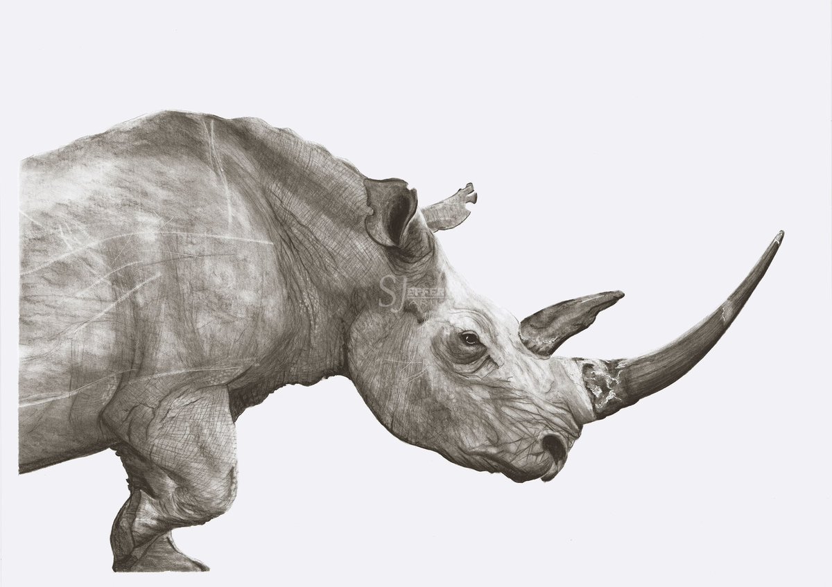 ArtistJeffery's tweet photo. #animalart #wildlifeart #wildlife #art #artist #charcoaldrawing #charcoal #watercolour #rhino https://t.co/s46dbxvYOc