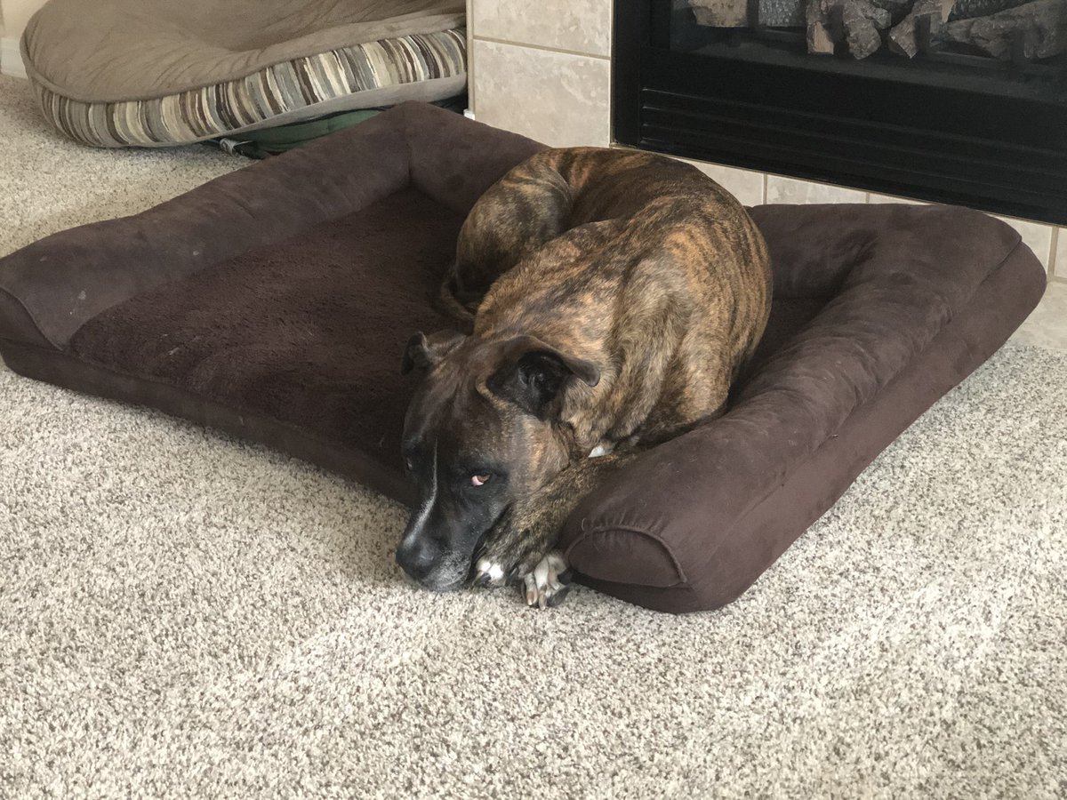 IanthaLee's tweet photo. A little side eye begging from Mina. She won and got a treat. #peesopack #princessmina https://t.co/9tuzfC5rUh