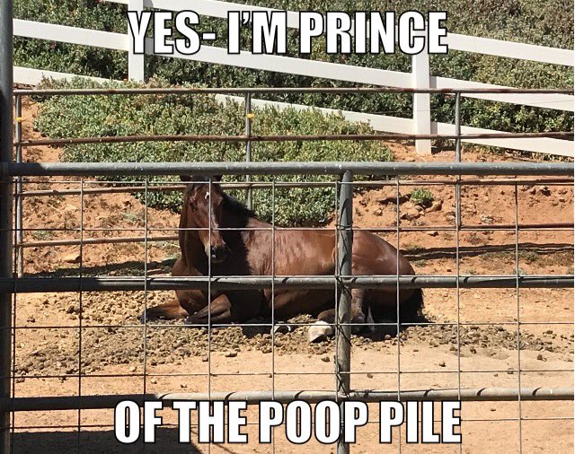 Yes- this is my horse