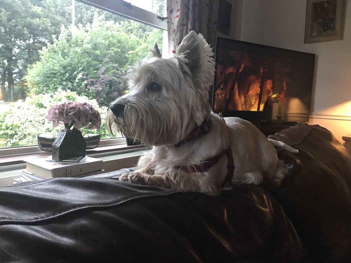 JAGBARR's tweet photo. Our wee visitor tonight #babysittersareus #weedogs ❤️🐶🐶🐶 https://t.co/dRNRF9XyC9