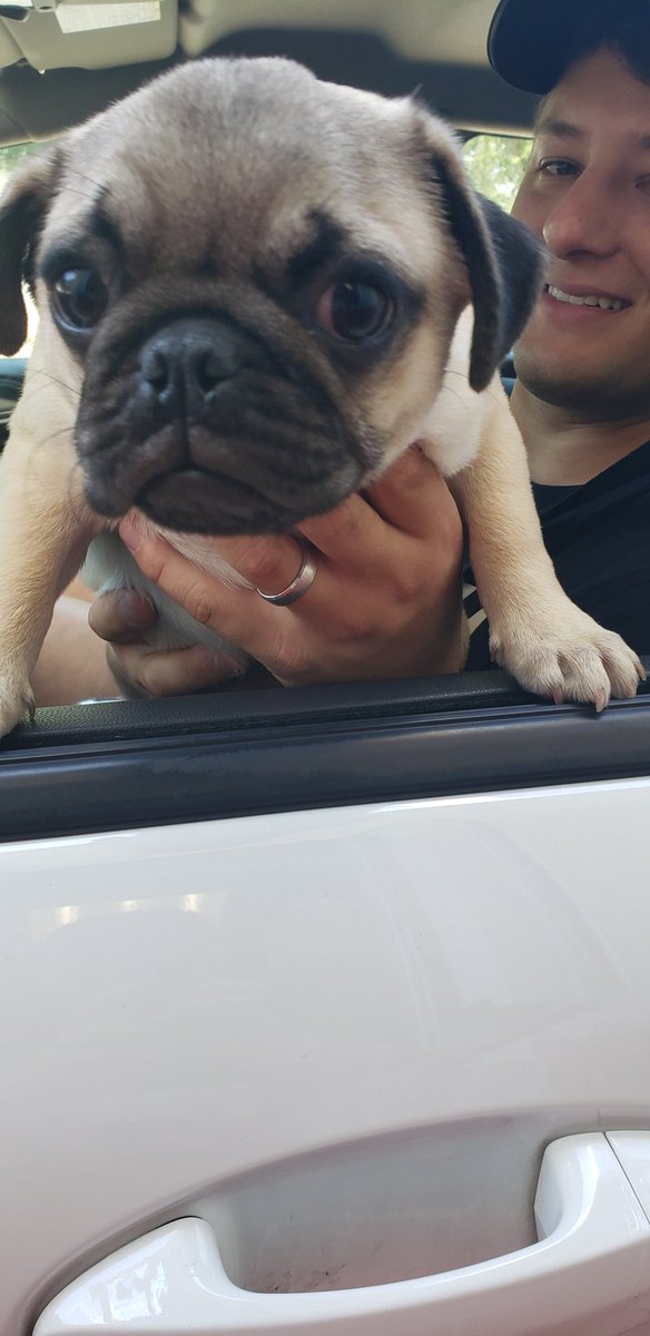 This is Gus, hes 4 months old, and hes likes eating. 13/10 I bet hes sounds like a pig.