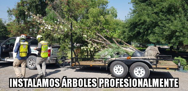 reforestacion's tweet image. Si tienes en mente al árbol como socio, busca los mejores socios.

Plantamos árboles, no arbolitos.

#urbantree
#treeexperts