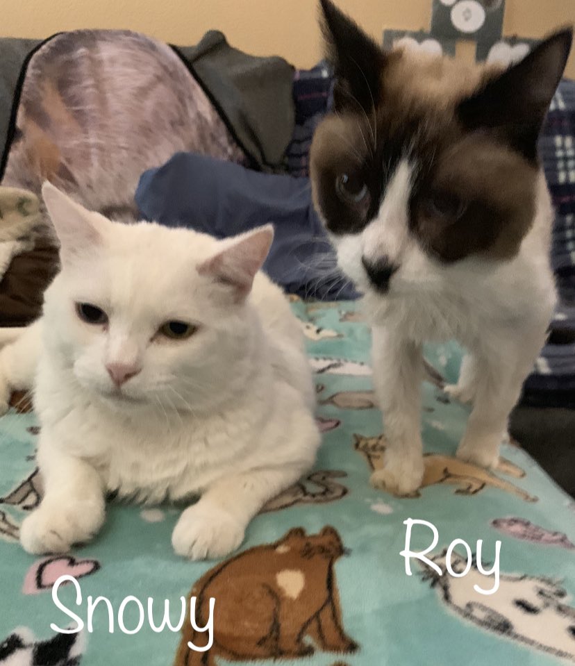 NefftheNakedCat's tweet photo. #Family ❤️
Neffy, Snowy, Roy and Minnie. RIP 🌈Sushi❤️, we love and miss you!!! https://t.co/g41KAMgjyB
