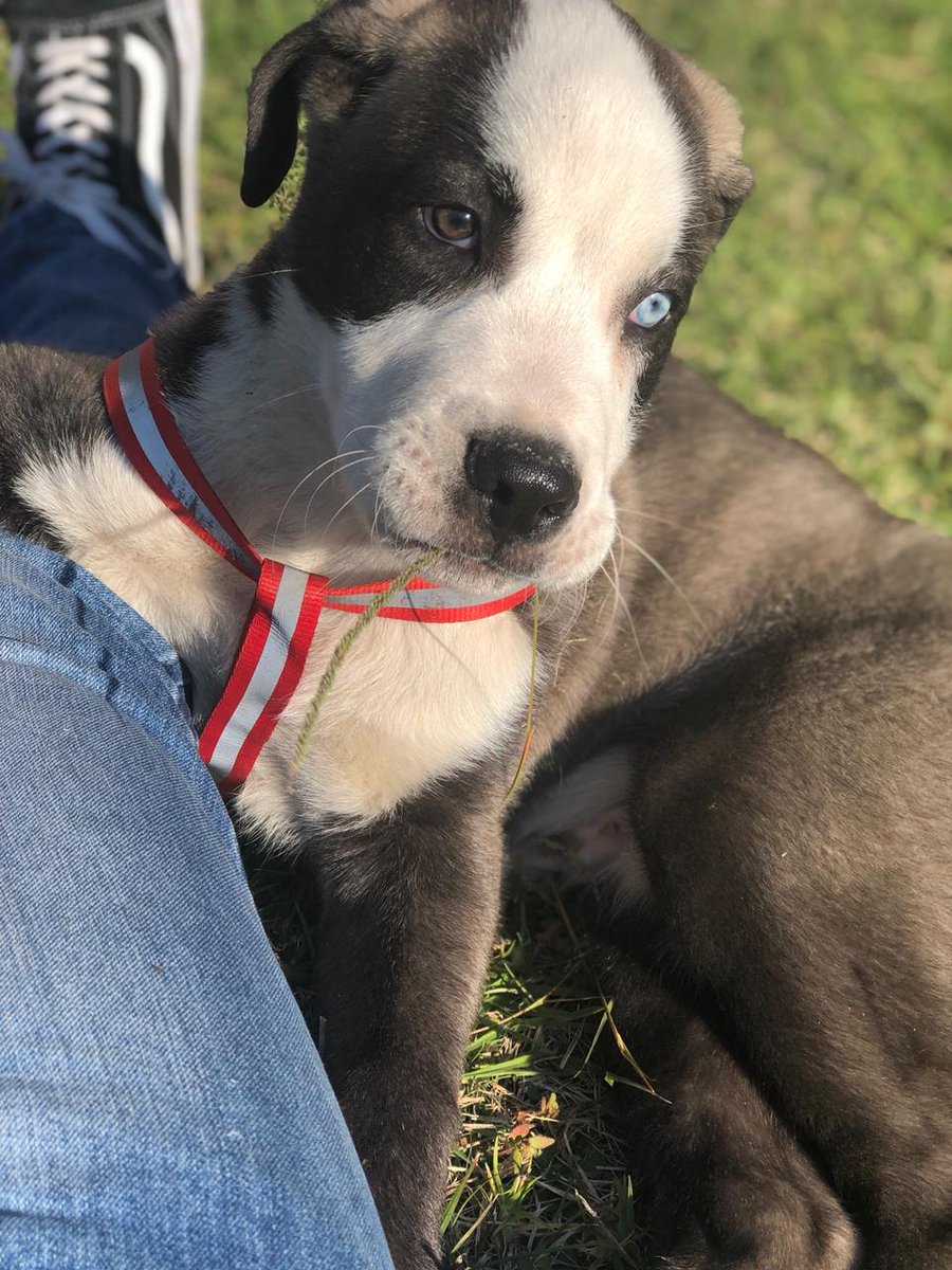 KatMashigo's tweet photo. @jacobammm @nomzi_d Loki the pup ❤ 
Before he turned into a miniature horse 😍 https://t.co/iZbN5sfoJv