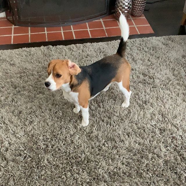 averythebeagle's tweet photo. Endless energy 💫⚡️✨💥 #dizziness #endlessenergy #tbt #beaglepuppy #beagle #puppy #dogsofinstagram #instagood #dogvideos #today #pettricks #avery_the_beagle https://t.co/3n41c8BiMJ https://t.co/dXY9zD87VT