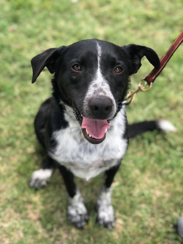 EightOneSevenFW's tweet image. #FortWorth Food+Drink Events | Sat 8.10.19
🐾Our Pick: Canines &amp;amp; Cocktails for the @FWAbandoned Animal Alliance @BAR2909

theeightoneseven.com/restaurants-fo… 
📸 Danny, tri-pod border collie at FWAAA.