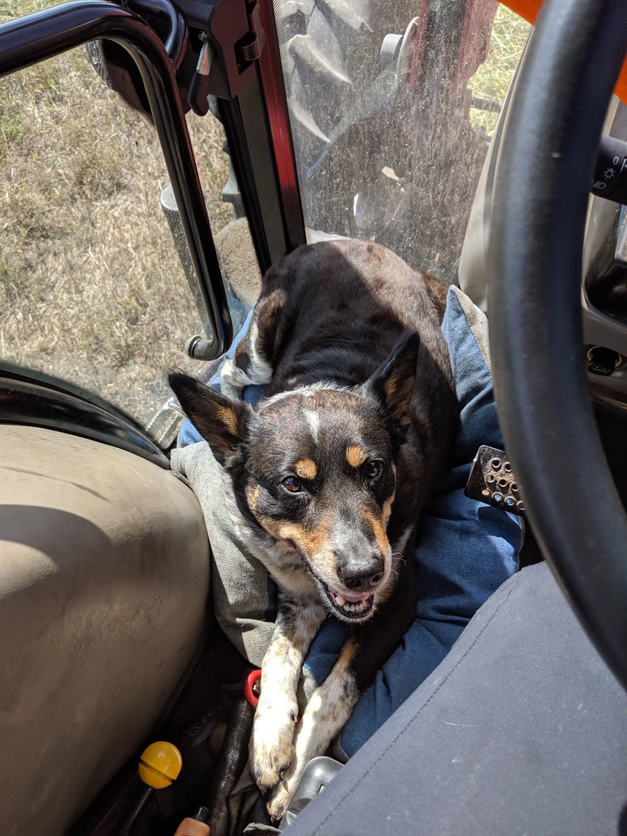 TheCowNerd's tweet photo. My tractor may not have a buddy seat, but my buddy has a seat in my tractor!

#haying19 #farmdogs #justhappytobehere #summertime #agmorethanever https://t.co/uCXJBwXjMN