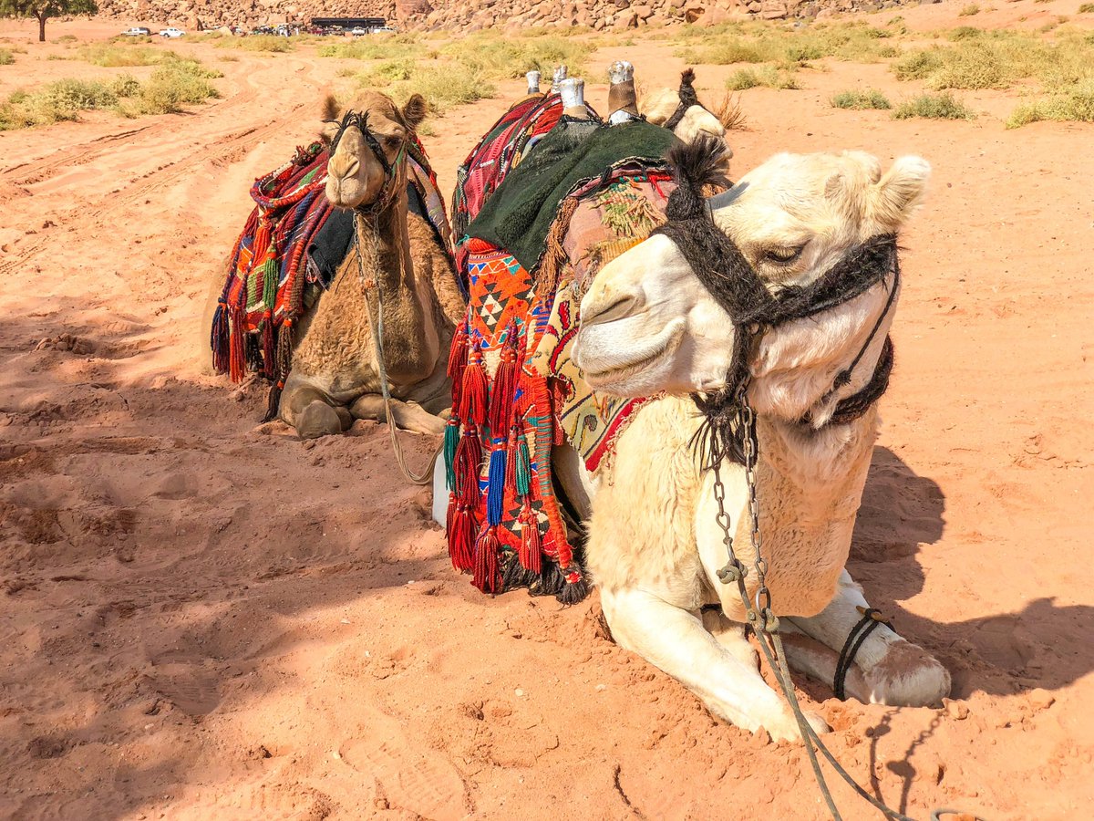NBCTheVoyager's tweet photo. Josh always enjoys meeting the furry locals while cruising around the world! What was your favorite moment from today's episode in Aqaba? #TheVoyager https://t.co/tF0JI6Hp23