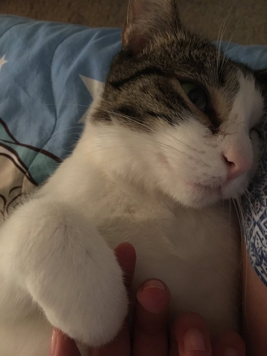 maarty_37's tweet photo. What a good boy🤤 #cat #love #Caturday #catstagram https://t.co/de4Z6npjSe