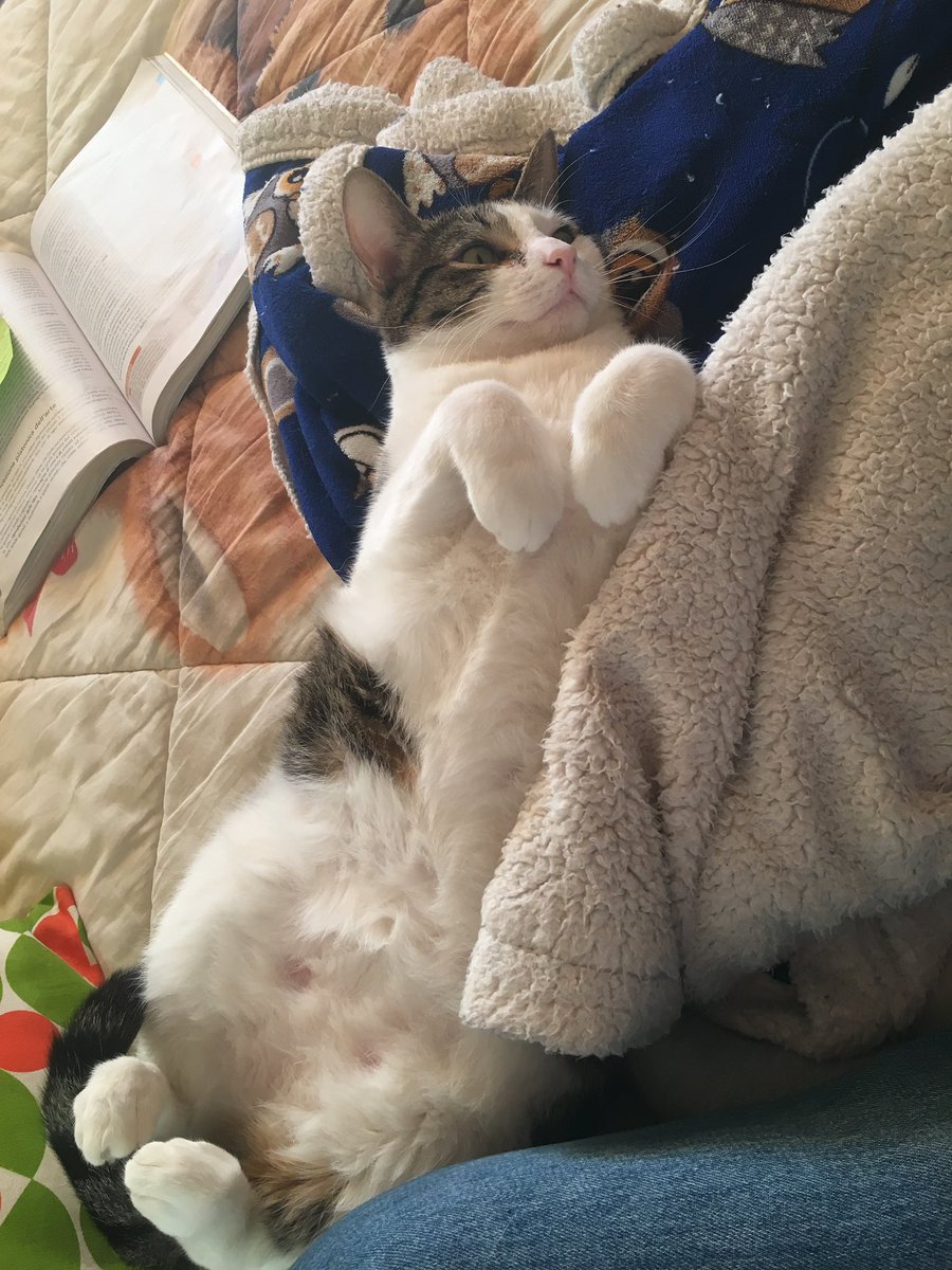 maarty_37's tweet photo. What a good boy🤤 #cat #love #Caturday #catstagram https://t.co/de4Z6npjSe