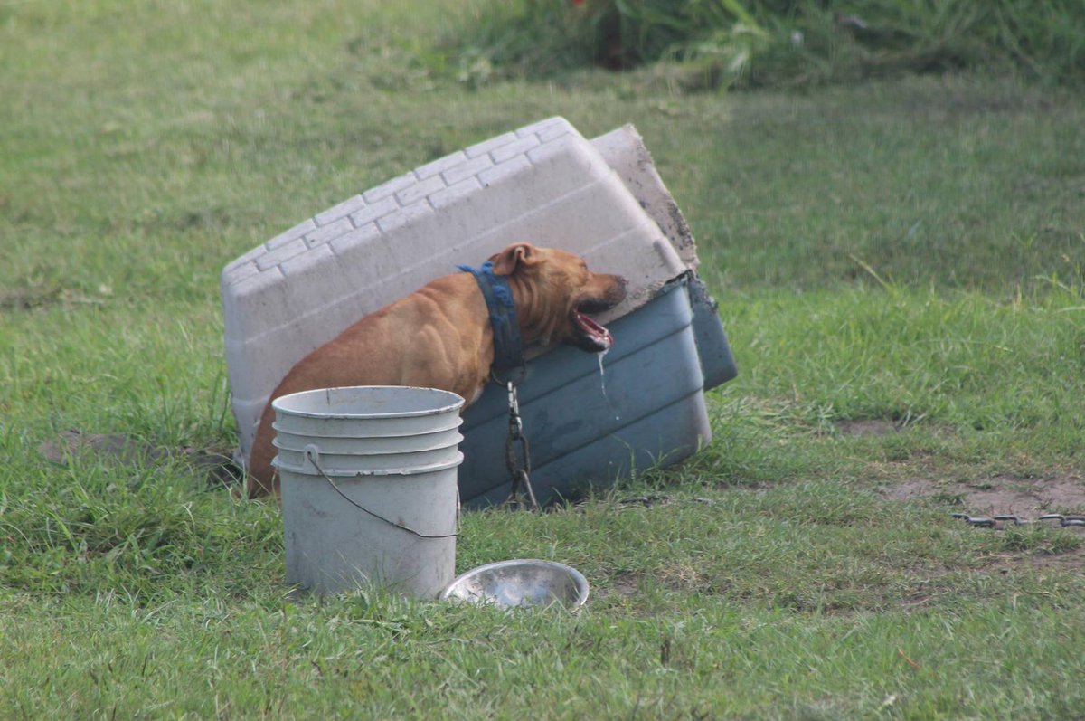 CoolerDogs tweet picture