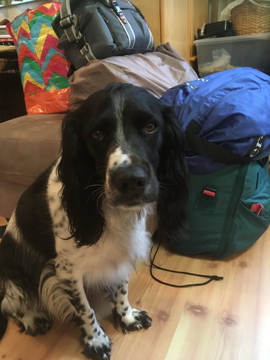 WillowUrban's tweet photo. Hoomum is getting dem bags out again! I is NOT gettin left behind again. I is sittin by those bags til I get in the car wiv dem! #NoOneLeftBehind https://t.co/v477Et5GZZ