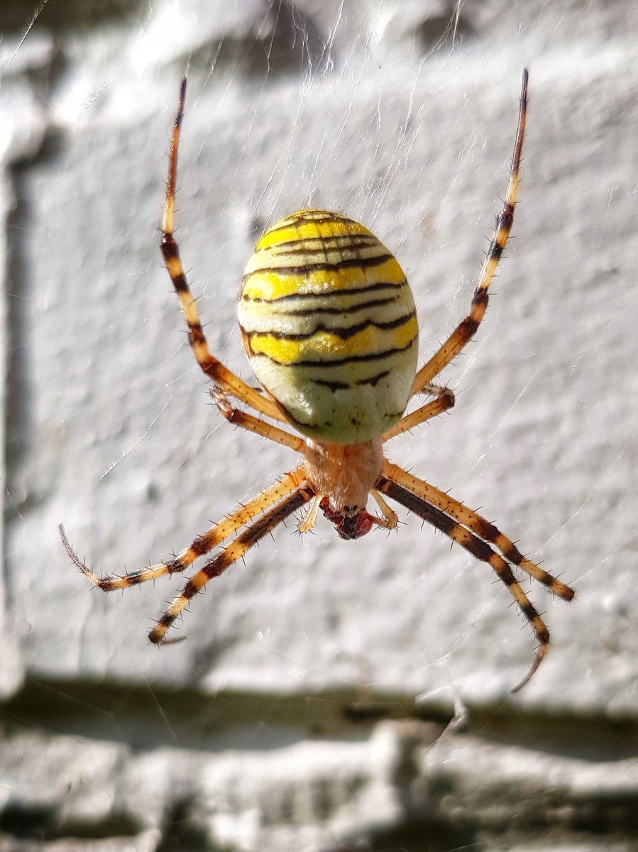 jmfroidure's tweet photo. 10.08.2019 - araignée du soir, espoir !
#araignee #araignée #arachnide #arachnides #arachnida #Argiope #frelon #rayee #rayée #fasciee #fasciée #epeire #épeire #Argiopebruennichi #bruennichi #nature #hyon #mons…

 https://t.co/h2YYXhL5kt https://t.co/kMwpmseUin