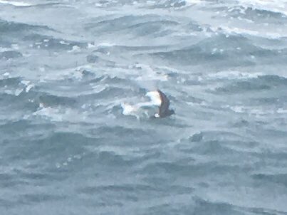 Back from a few days in #Cornwall with <a href="/arronr94/">Arron Roberts</a> for my first proper Porthgwarra seawatch. May have missed the Cory’s but caught up with Sooty, Balearic and hundreds of Manx plus a few Stormies for good measure