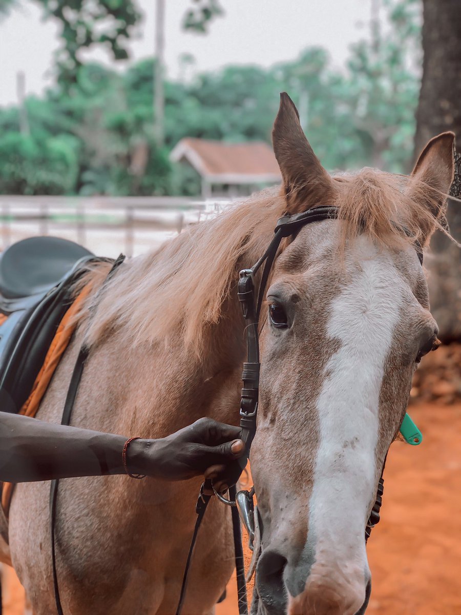 LadeIbikunle's tweet photo. I went Horse ridding today at the Ikeja Saddle club and it was nothing short of amazing. There’s a lot you can do in Lagos tbh. Who knew this place even existed???

#lagosliving #lagosblogger https://t.co/H3J4EDJuYg