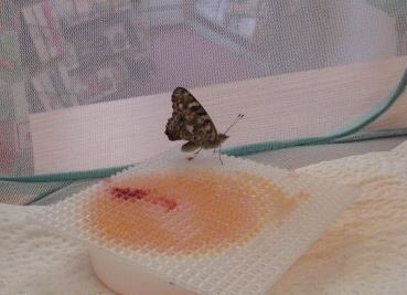 PARLevents's tweet photo. We now have 2 Butterflies in the #PictouLibrary. Drop in to see them and join us next Friday August 16th at 10:30am for a butterfly meet and greet! https://t.co/CLyb0coZYu