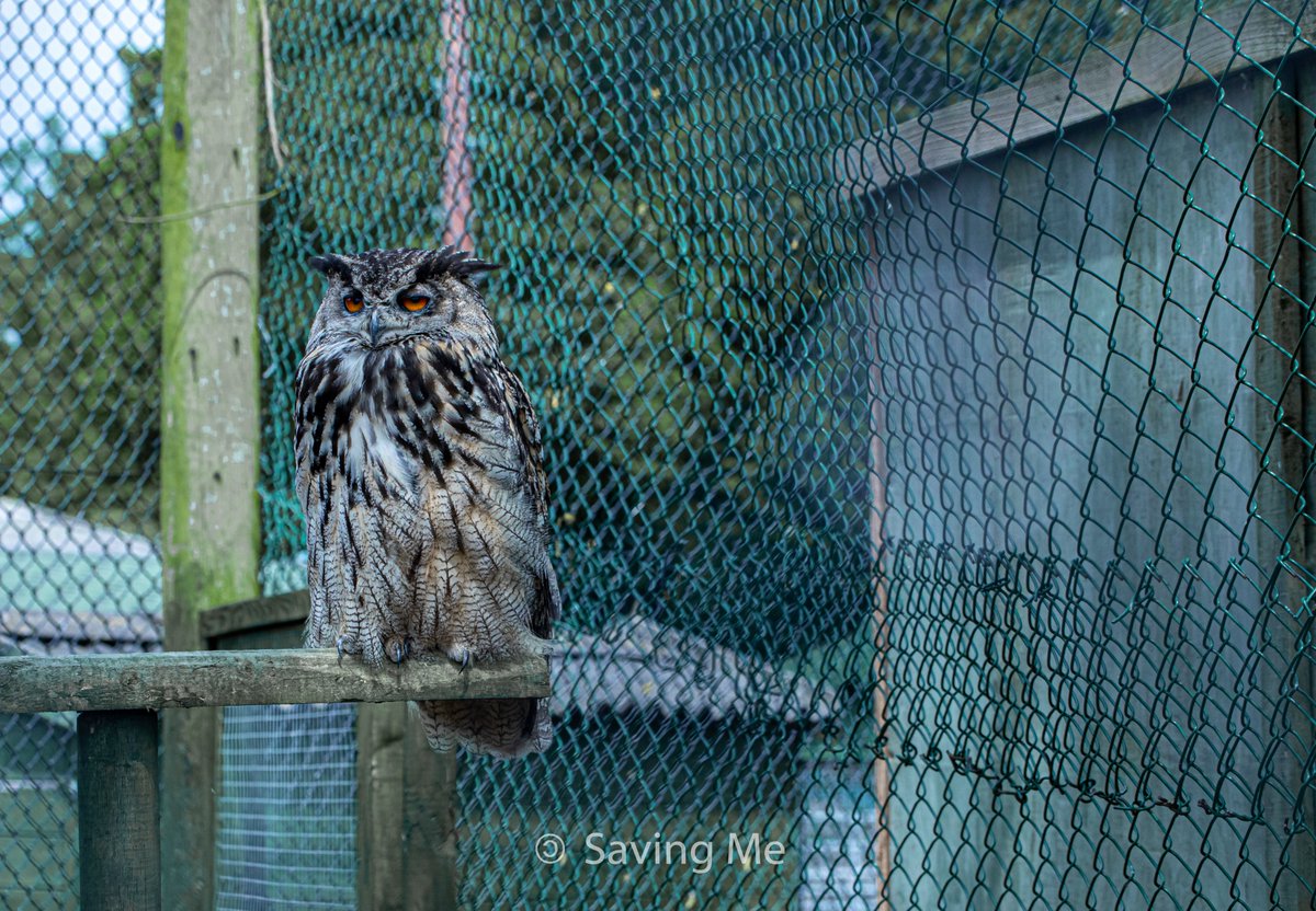 savingmevegan's tweet photo. Imagine what it is like to be in their position, to be taken from your home and forced into a cage. 

Imagine being able to see others fly above you.

Imagine having your senses overloaded day in and day out.

Imagine this being your life. 

The wild was never meant to be caged. https://t.co/yZ6s8WQd5R