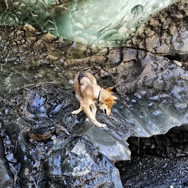 I am so glad we had the opportunity to see and experience the ice caves before they melt away even more. The hike back really showed the extent to which the glaciers have melted.

#savetheworld
#globalwarming #alaska #icecaves #tamaskan #tamaskandog #men… ift.tt/2ZNuadH
