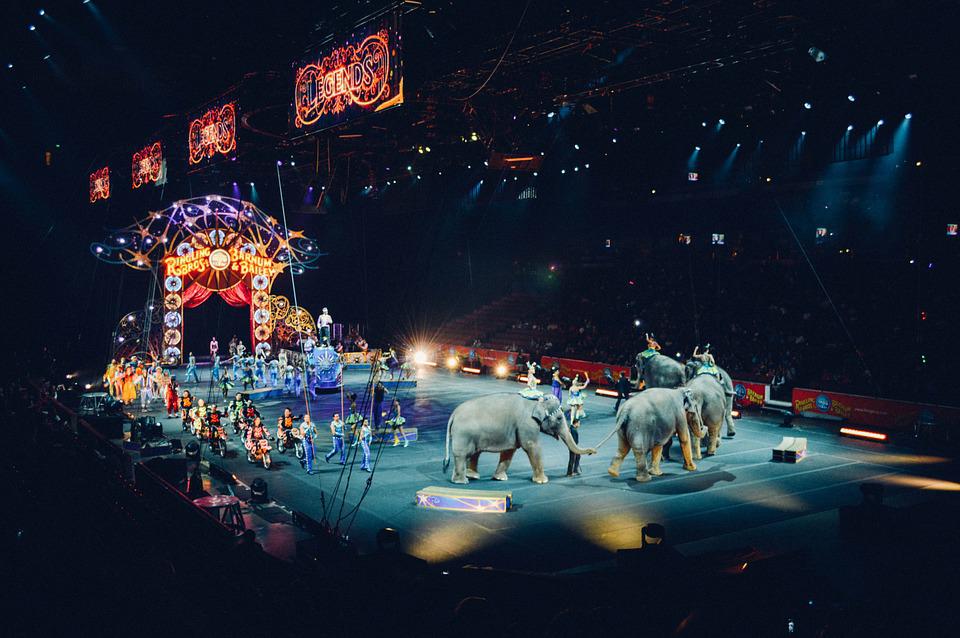 EricaJang4's tweet photo. complex nature of legislation and how passing a law prematurely would have a detrimental effect on helpful organizations as well.
#39canimals #animaladvo @elephantproblems https://t.co/6seAtEJXwm