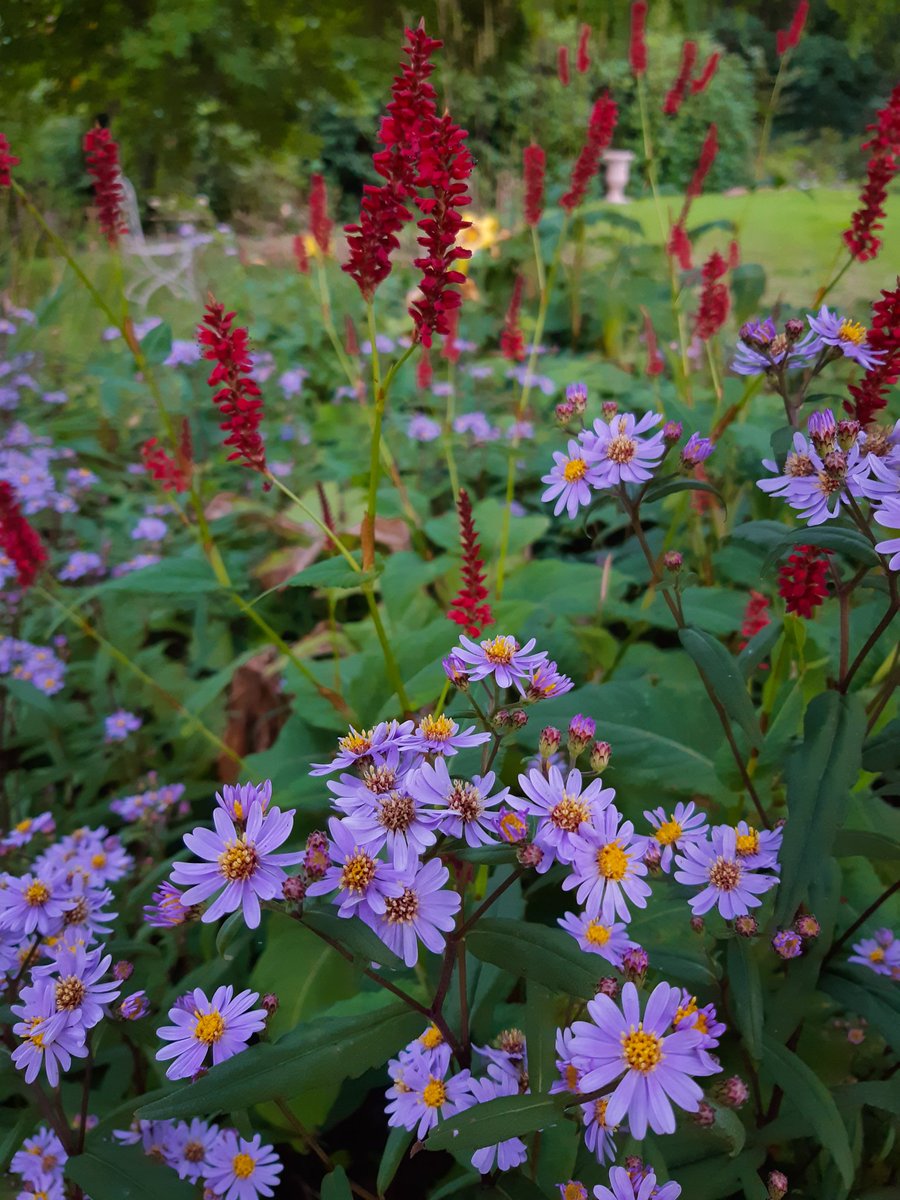 Purple and red are such a lovely combo 👌Persicaria and some pretty, but unknown Asters, I once bought at a private plantfair. 
#Flowers #plants #mygarden