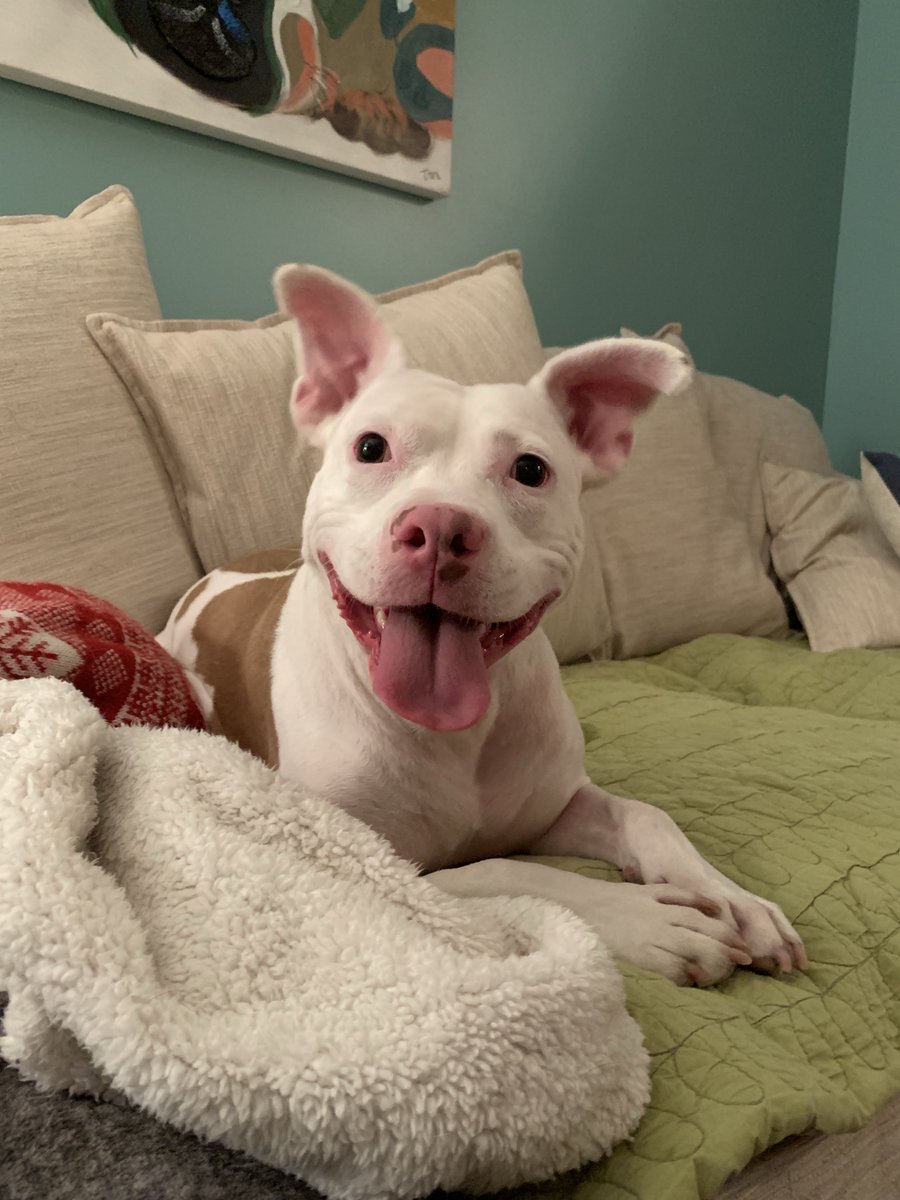 Happy National #SpoilYourDogDay! 🐾

Wait, isn't this everyday? 🤣

What will you do today to spoil your pup(s)? 💓