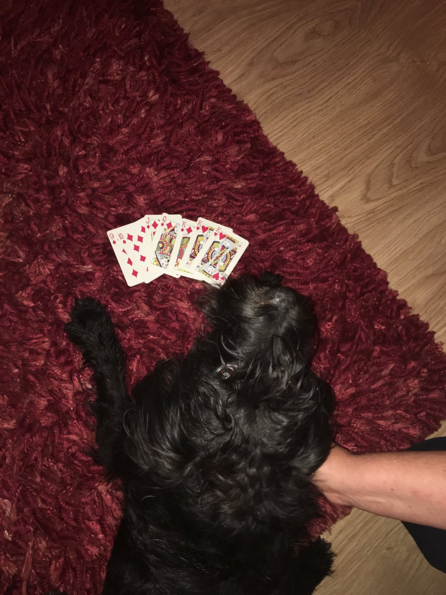 Jan10638274's tweet photo. Rummy! #Roscoholiday https://t.co/EX3B1o8RMr