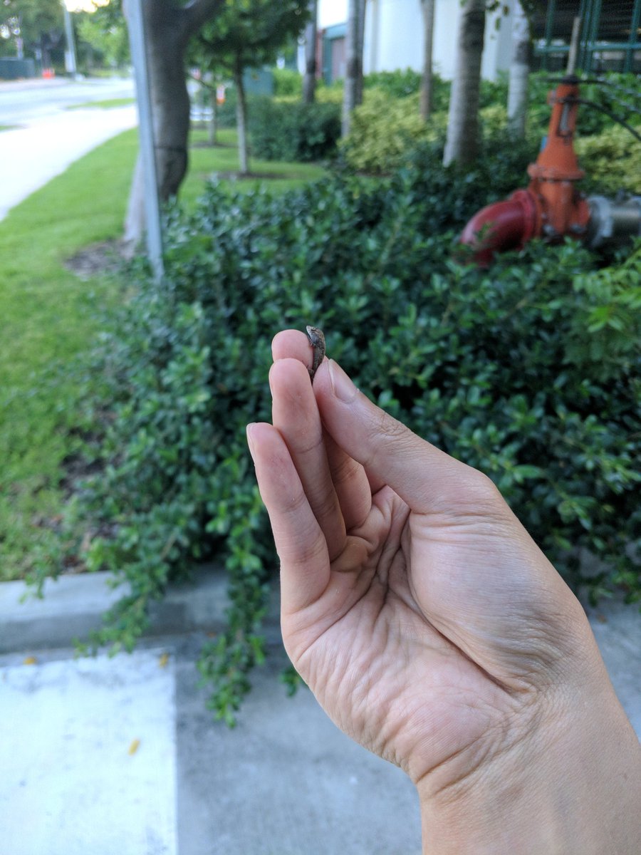 AaronEvoDevo's tweet photo. Back home finally after #EvoDevo19 @EvoDevoPanAm and a short vacation in Miami! Learned about all the evo-devo research done in diverse species, met a lot of awesome people from around the world, and found many different reptiles throughout the trip! https://t.co/hpg5OUAXtZ