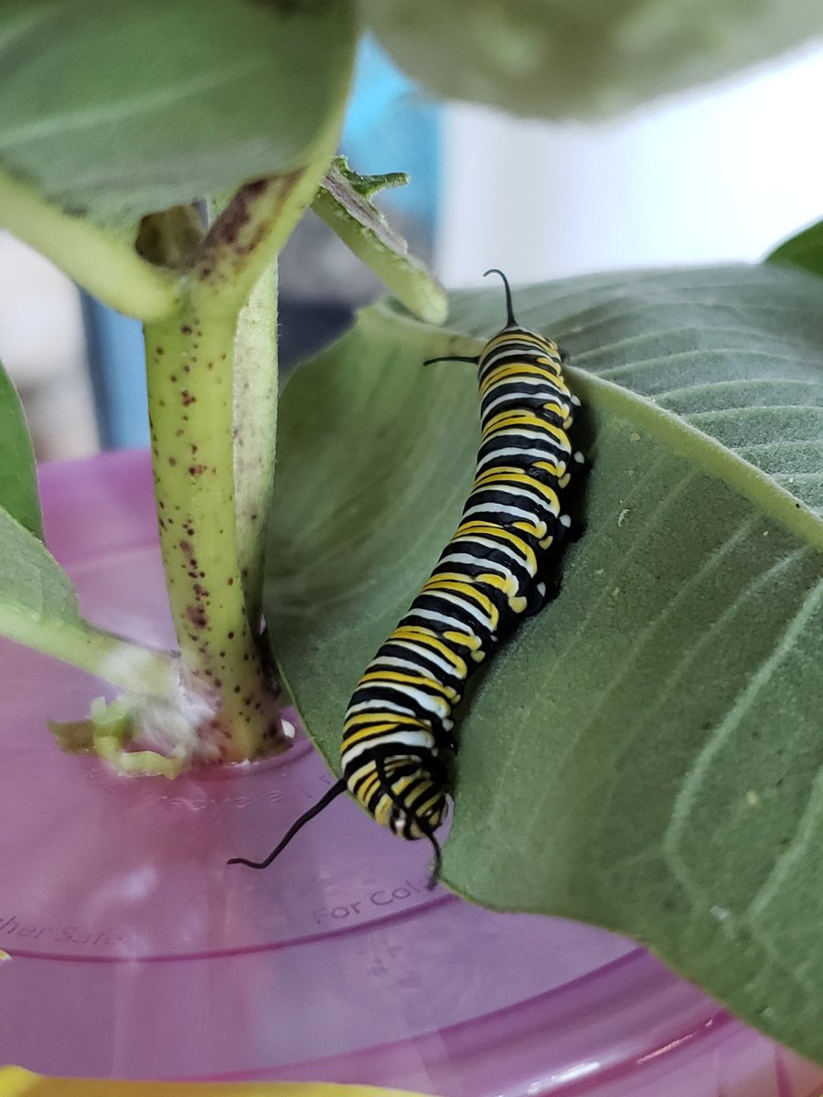 daisybella14's tweet photo. Experiencing the lifecycle of a monarch butterfly is amazing! https://t.co/asqRTinC37
