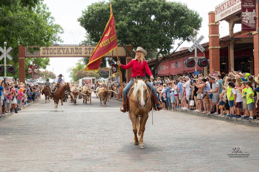 Today, we would like to officially introduce #NilesTheHerdHorse! As the newest addition to the #FortWorthHerd, Niles is adored by every drover, as he is friendly to anyone who crosses his path. 
PC📸: <a href="/LolaHardisty/">Lavender Pathways Photography</a> 
#FeaturedHorse #FWHerd20 #BestofFortWorth #KristintheTrailBoss