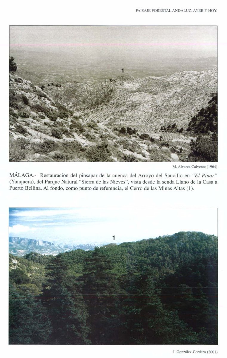 eforestal's tweet photo. Parque Natural Sierra de la Nieves, Málaga 1964-2001 https://t.co/noNyQCUvBR