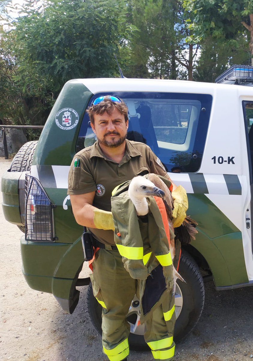 Estaba realizando pequeños vuelos en mitad de la #M501 y allí lo han capturado #AgentesForestalesCM
Se recupera en <a href="/Kunaiberica/">kuna ibérica</a> y en unos días se procederá a su suelta.

A estas alturas ya tienes que saber el nombre de esta rapaz, ¿o no?