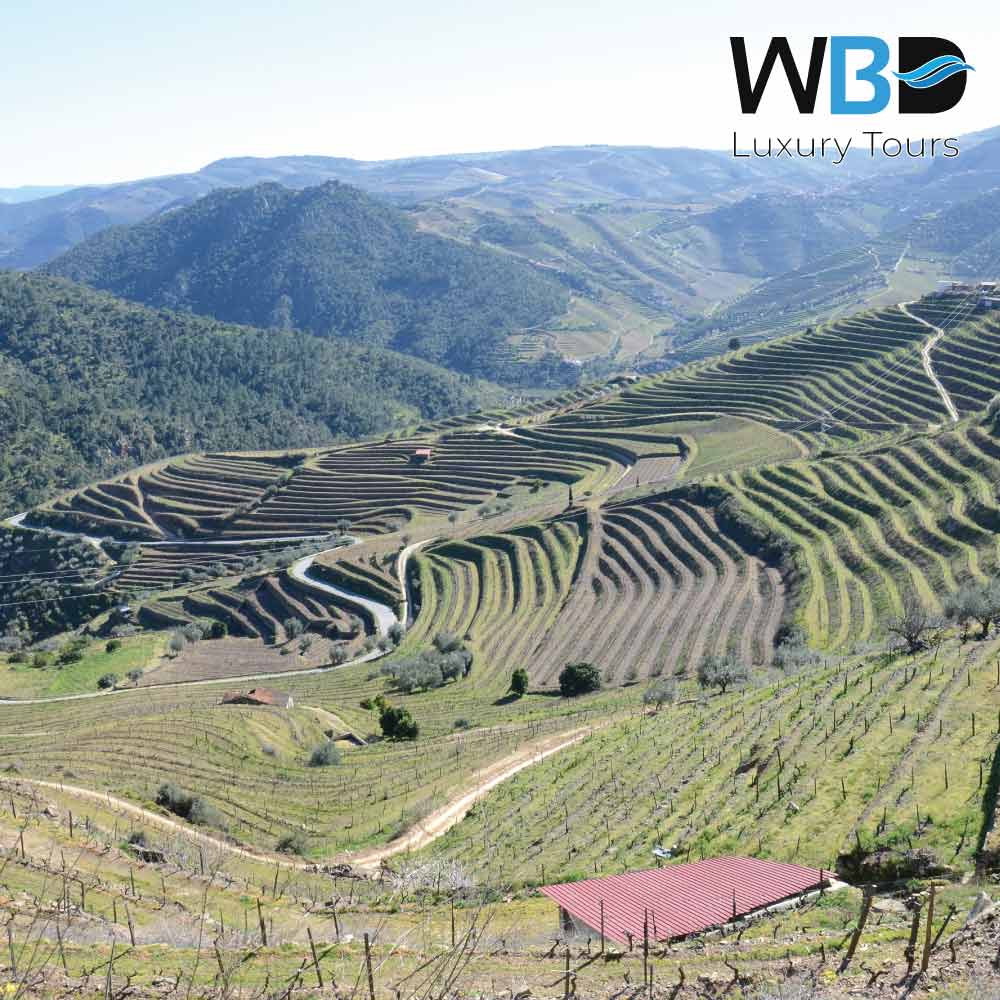 WestBlueDreams1's tweet photo. 🇵🇹The Tua Valley is part of the Alto Douro Wine Region and the magnificent geography drawn by the river provides a unique experience.
👉 https://t.co/GHEmS017X4
#VisitPorto #PortoLuxury #PortoClassic #LuxuryTour #exclusiveTour #ExcellenceTour #DeluxeTour #besttourguide #bestguide https://t.co/bGjox4n84O