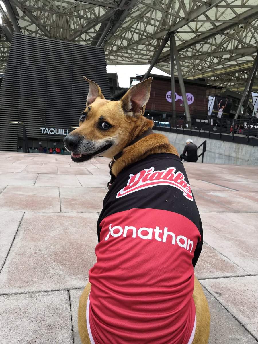 Jonathan_Ochoa's tweet photo. Mosky lista para la carrera 😍😍🐶#guaff @DiablosRojosMX @RoccoOficialMX https://t.co/41SPEB6z2n