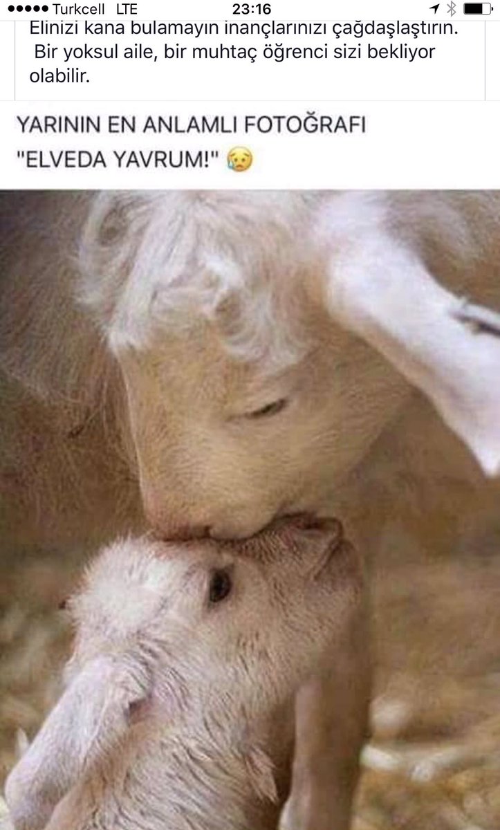 Bu kan kokan bayramı kutlamıyorum.