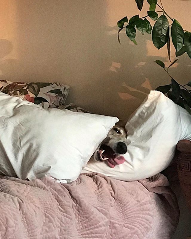 Ingentinget's tweet photo. When you are really hungry but you don’t want to get up from bed... #koira #borzoi #sighthound #hundliv #bestwoof https://t.co/juajRMT73M https://t.co/6oAKsiP2Nz