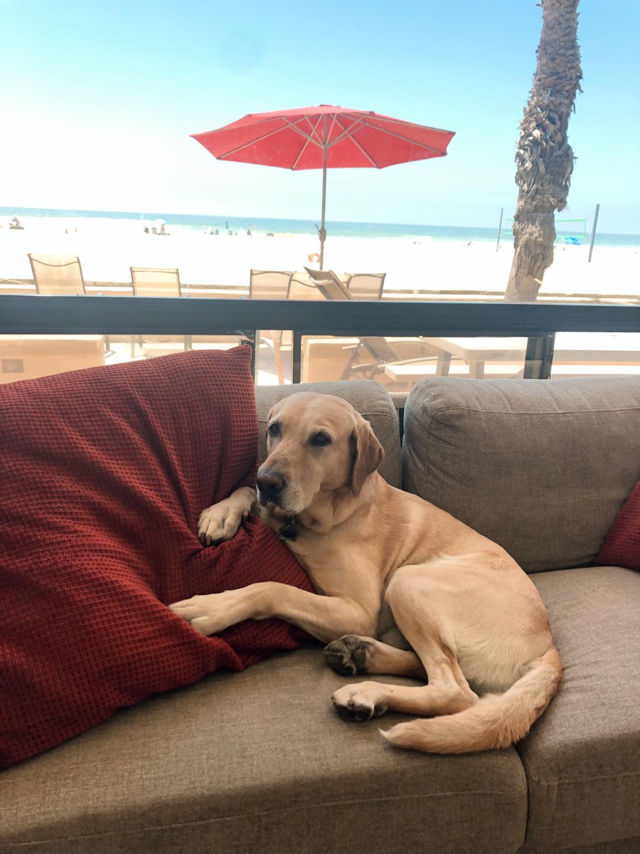 AzTavern's tweet photo. Dog days of summer! #icehousetavern #icehousetavernphx #azdogs #icehousedogs https://t.co/dy67XjmkVl